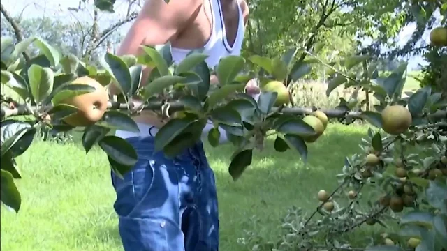 Never (or always) steal apples in France