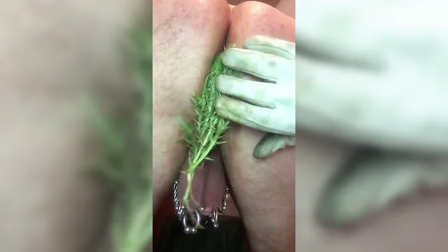 pierced slavedick ass stuffing