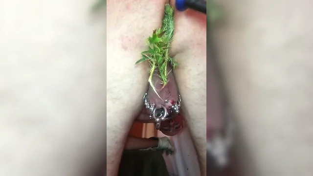 pierced slavedick ass stuffing