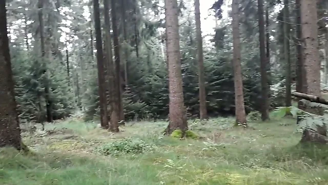 Unterwegs im Wald...