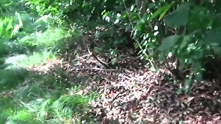 NICE HUGE CUM SHOWER OUTDOOR, IN PUBLIC FOREST, AMATEUR SOLO