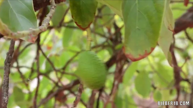 Gay sex among the avocado trees