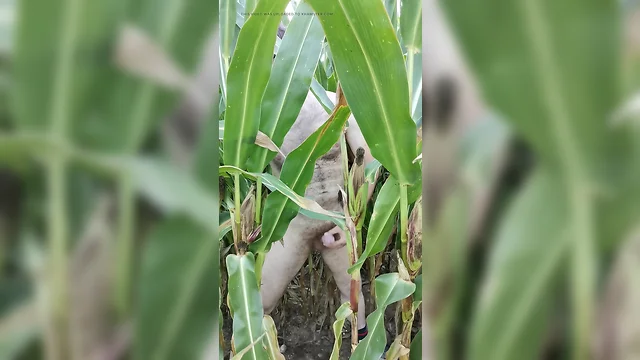 bigcockmasturbation: solo boy masturbating in corn