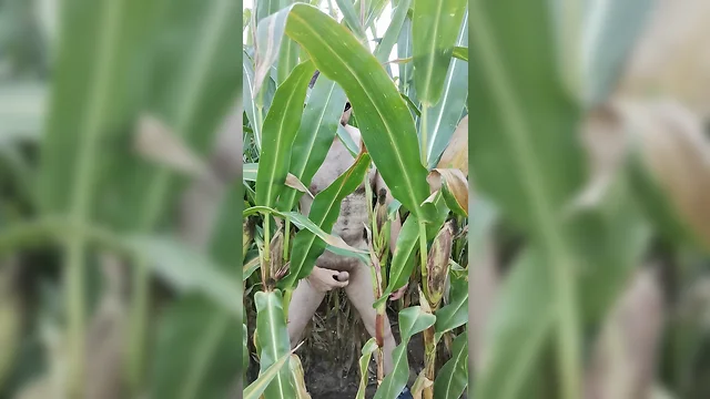 bigcockmasturbation: solo boy masturbating in corn